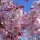 Blossom at Gore Gardens