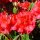 Gore Rhododendron Festival