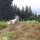 Sheep and Lamb at Hokonui